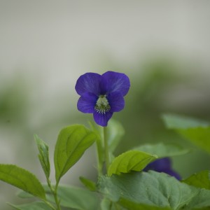 Flower 95