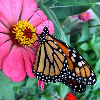 Nature - Monarch Butterfly Visit