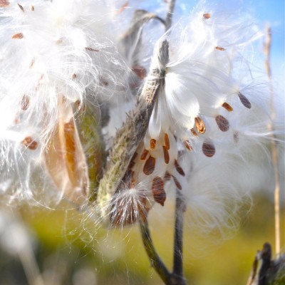 Milkweed Seeds in the Wind.